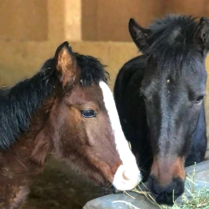 מלון אוריקה Ferme By Ikalimo מראה חיצוני תמונה